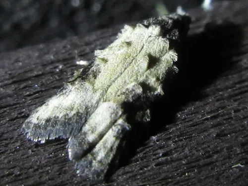 Peach Fruit Moth