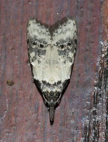 Carposina scirrhosella