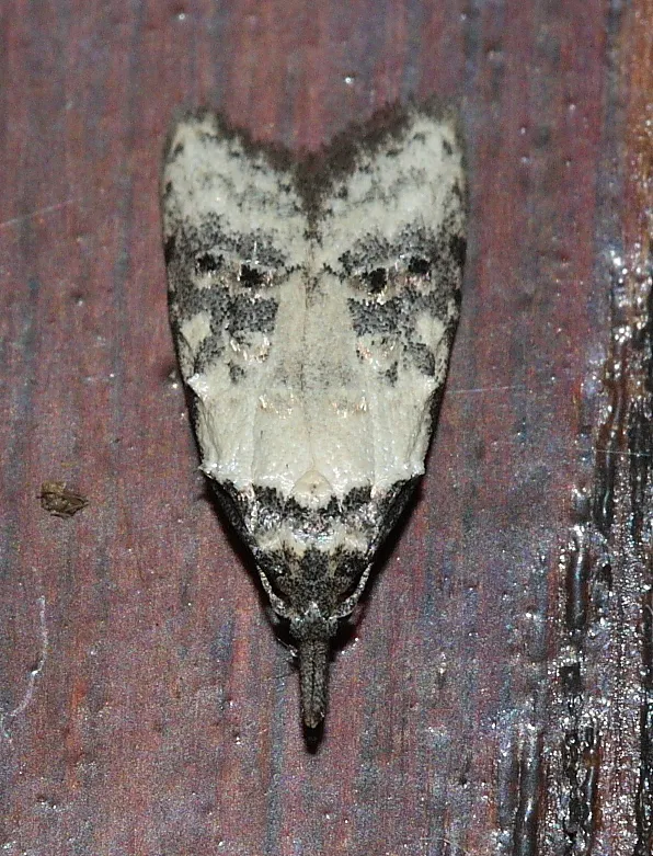 Carposina scirrhosella - photo 3
