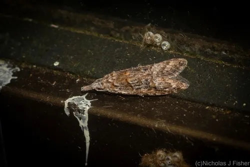Carposina taractis