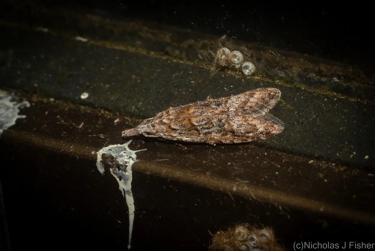 Carposina taractis - photo 3