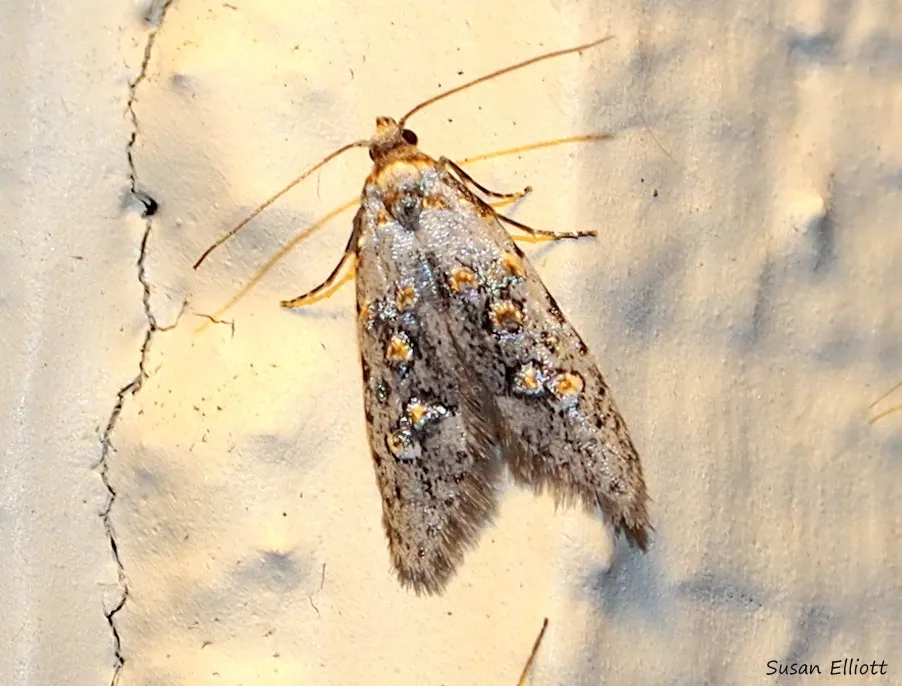 Fruitworm Moths - photo 3