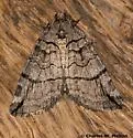 Carptima hydriomenata - Hodges#7281