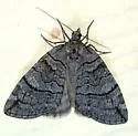 Carptima hydriomenata - Hodges#7281 - photo 2