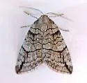 Carptima hydriomenata - Hodges#7281 - photo 4