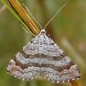 Carsia sororiata - Hodges#7626