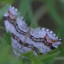 Carsia sororiata - Hodges#7626 - photo 2