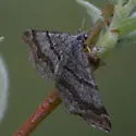 Carsia sororiata - Hodges#7626 - photo 3