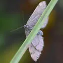 Carsia sororiata - Hodges#7626 - photo 4