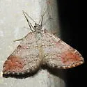 Carsia sororiata - Hodges#7626 - photo 5