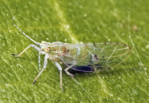 Carsidaridae - Carsidaridae