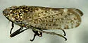 Carsonus aridus