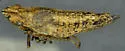 Carsonus aridus - photo 2