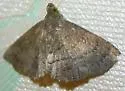 Dotted Carteris Moth - Hodges#8391