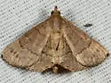 Dotted Carteris Moth - Hodges#8391 - photo 3