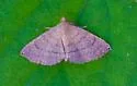 Dotted Carteris Moth - Hodges#8391 - photo 4