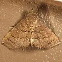 Dotted Carteris Moth - Hodges#8391 - photo 5