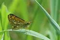 Arctic Skipper - Hodges#3982