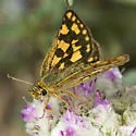 Arctic Skipper - Hodges#3982 - photo 2