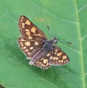 Arctic Skipper - Hodges#3982 - photo 3