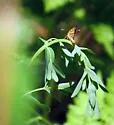 Arctic Skipper - Hodges#3982 - photo 4