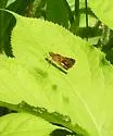 Arctic Skipper - Hodges#3982 - photo 5