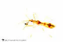 Carthasis decoratus - photo 2