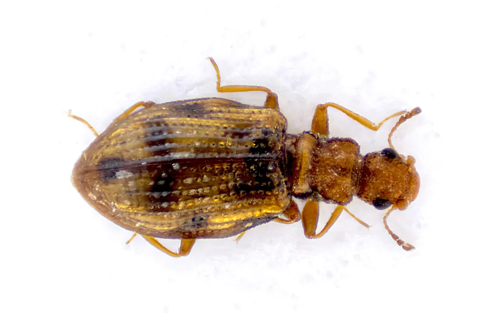 Cartodere bifasciata - photo 2