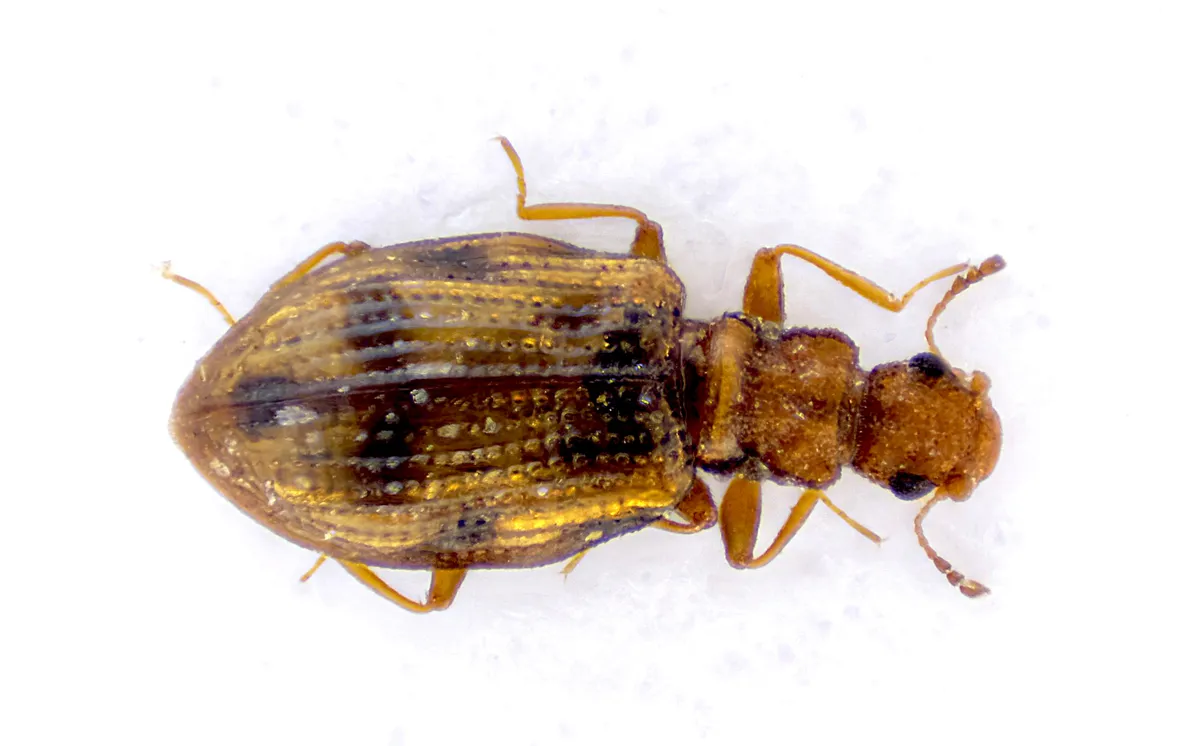 Cartodere bifasciata - photo 3
