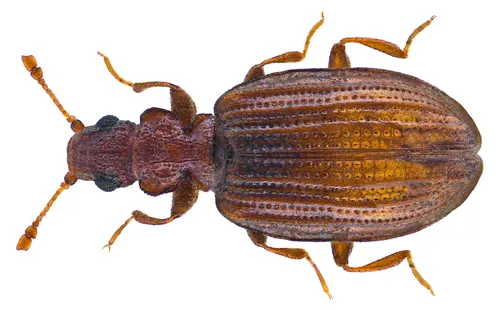 Plaster Beetle