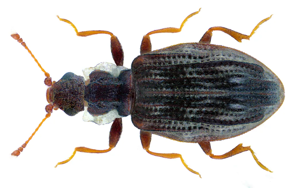 Cartodere nodifer