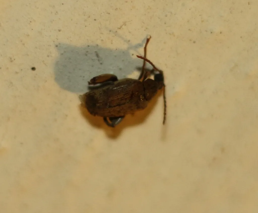 Groundnut Bruchid - photo 2