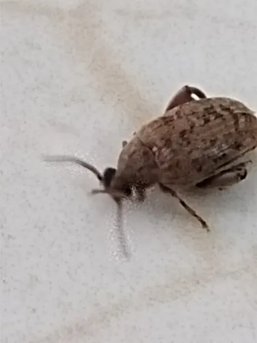 Groundnut Bruchid - photo 3