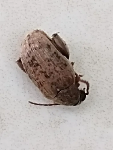 Groundnut Bruchid - photo 4