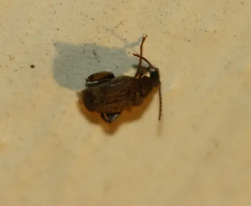 Groundnut Bruchid - photo 5