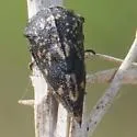 Carynota maculata