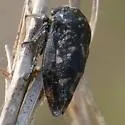 Carynota maculata - photo 2