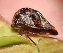 Marbled Treehopper