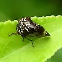 Marbled Treehopper - photo 2