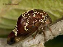 Marbled Treehopper - photo 3