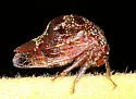 Marbled Treehopper - photo 4