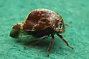 Marbled Treehopper - photo 5