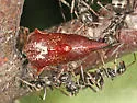 Carynota stupida