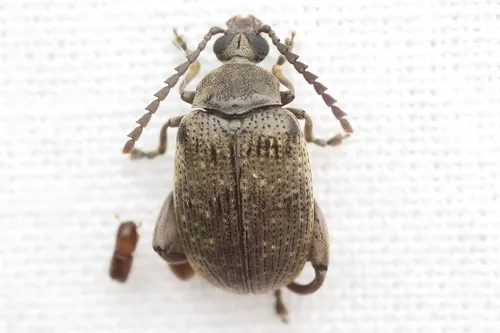 Palm Seed Weevil - Caryobruchus gleditsiae