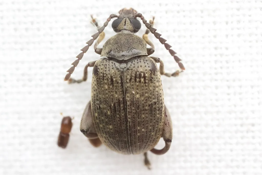 Palm Seed Weevil - photo 2
