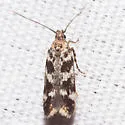 Caryocolum cassella - Hodges#2040