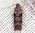 Caryocolum proxima - Hodges#2041.3