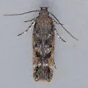 Caryocolum pullatella - Hodges#2042 - Caryocolum pullatella
