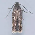 Caryocolum pullatella - Hodges#2042 - photo 2