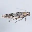 Caryocolum pullatella - Hodges#2042 - photo 4